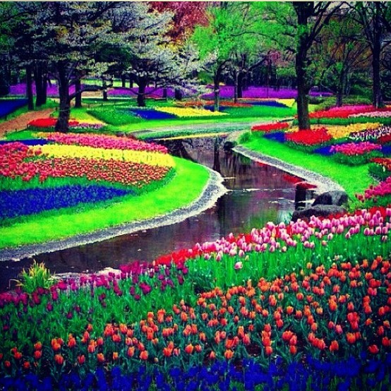 Photo:  colors_Keukenhof Garden, Amsterdam 